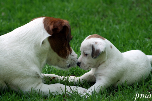 110521_inka alma2.jpg - Nose to nose